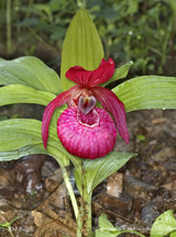 Cypripedium macranthos Irkutsk